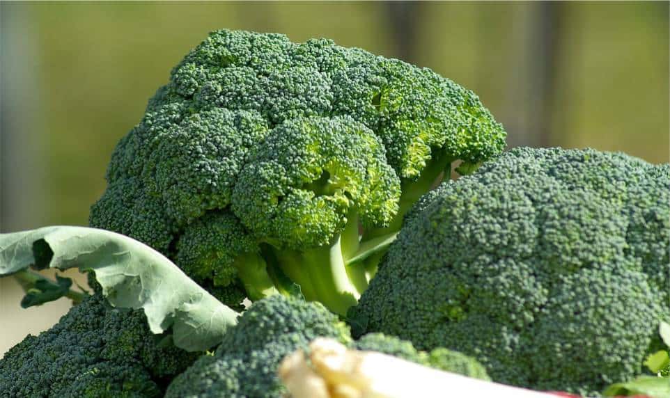 Brokuły - ważny składnik diety